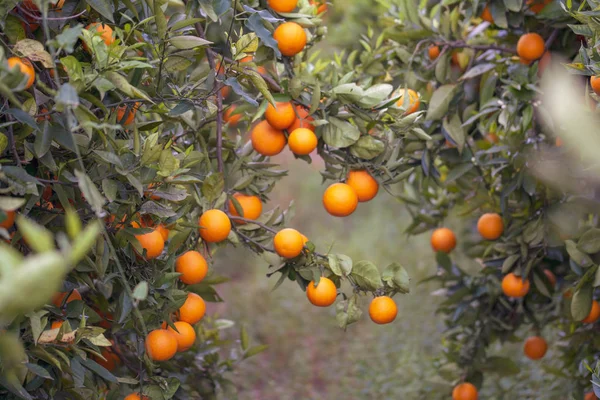 Pomeranče Stromě — Stock fotografie