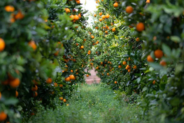 Orangen Auf Dem Baum — Stockfoto