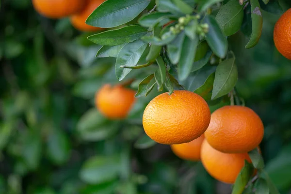 Naranjas Árbol Imagen De Stock