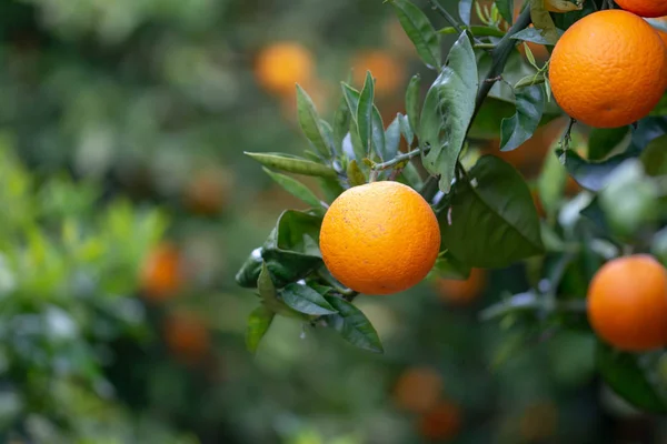 Naranjas Árbol Fotos De Stock Sin Royalties Gratis