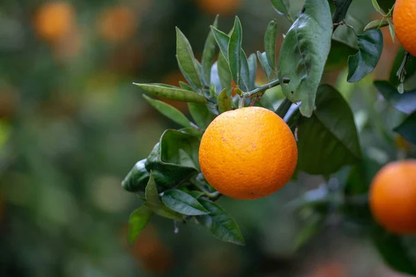 Naranjas Árbol Imágenes De Stock Sin Royalties Gratis