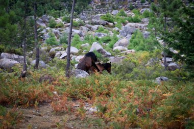 Peneda-Gers Ulusal Parkı 'nda vahşi atlar