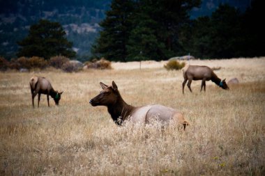Moraine Park 'taki dişi geyikler Rocky Mountain Ulusal Parkı, Colorado, ABD