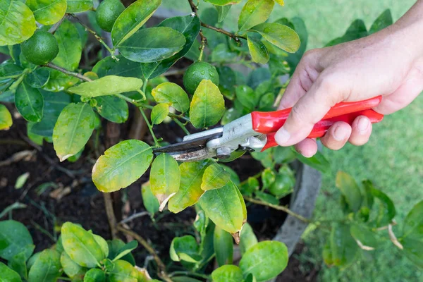 Cerrar Imagen Mano Sosteniendo Podadora Para Cortar Hoja Muerta Tilo — Foto de Stock