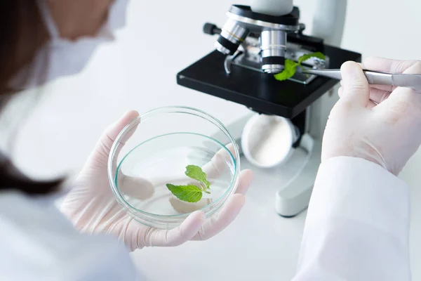 Científico Que Usa Guantes Haciendo Experimentos Con Plantas Para Hacer — Foto de Stock