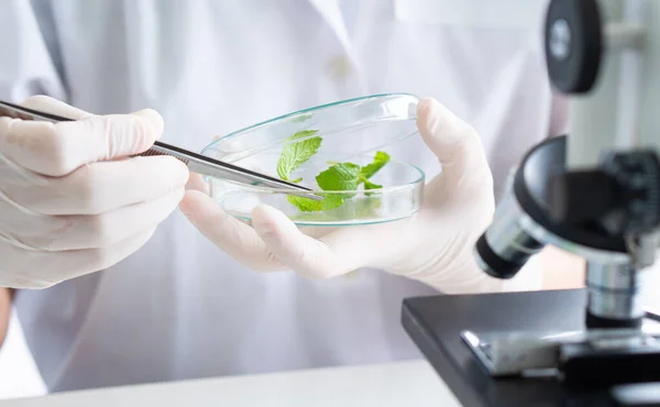 Scientist Wearing Gloves Doing Experiment Plant Make New Drug Skin — Stock Photo, Image