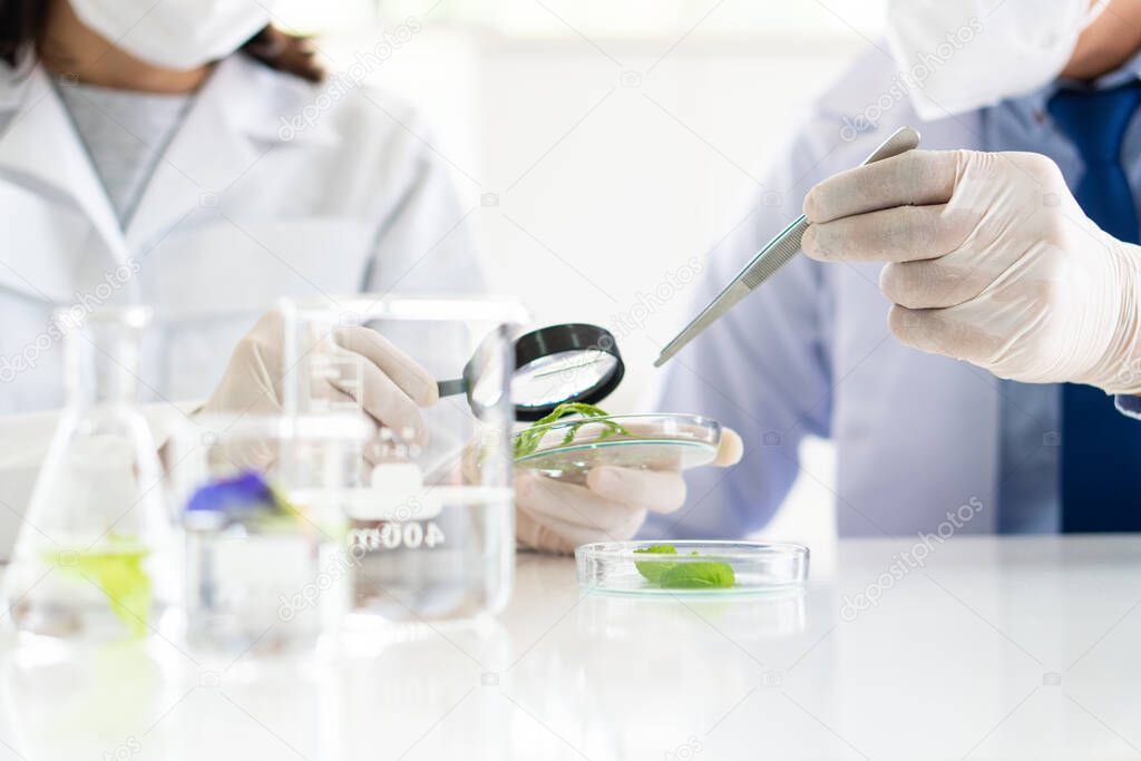 asian scientist wearing gloves doing experiment on plant to make new drug and skin care in biotechnology lab. science and development concept