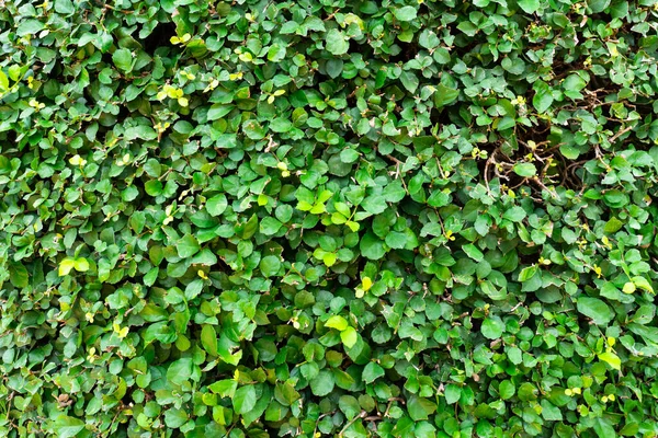 Grüne Pflanzenwand Des Hauses Hintergrundkonzept — Stockfoto