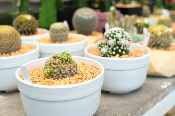 Vue Dessus Cactus Vert Dans Mise Pot Sur Étagère Vendre — Photo