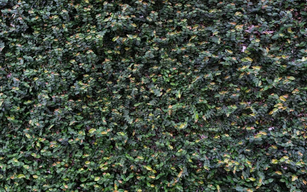 美丽的深绿色植物墙 Nackground概念 — 图库照片