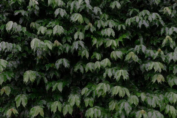 美丽的深绿色植物墙 Nackground概念 — 图库照片