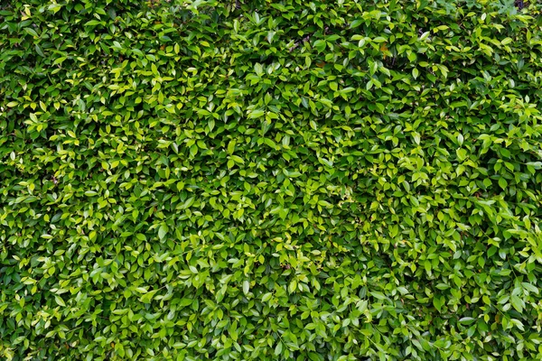 Schöne Dunkelgrüne Pflanzenmauer Konzepte Für Die Zukunft — Stockfoto