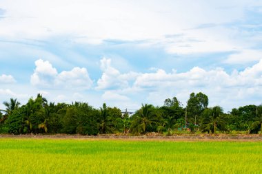 Mavi gökyüzü ve Asya kırsalındaki altın çeltik tarlası. manzara kavramı