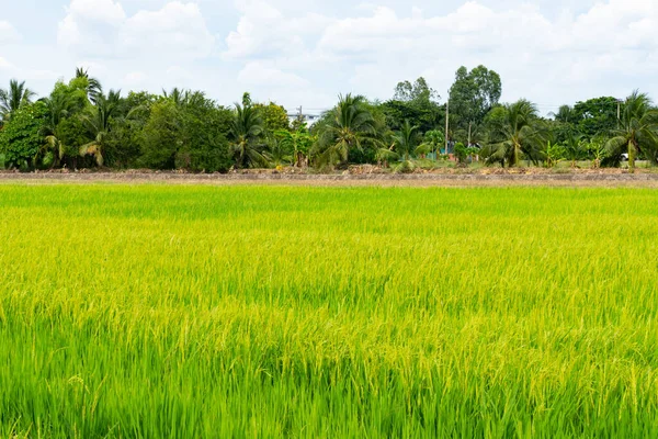 Rizière Paddy Doré Dans Campagne Asiatique Concept Paysage — Photo