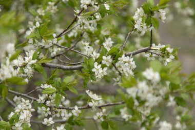 Doğanın arka planında ağaçlardaki beyaz çiçek