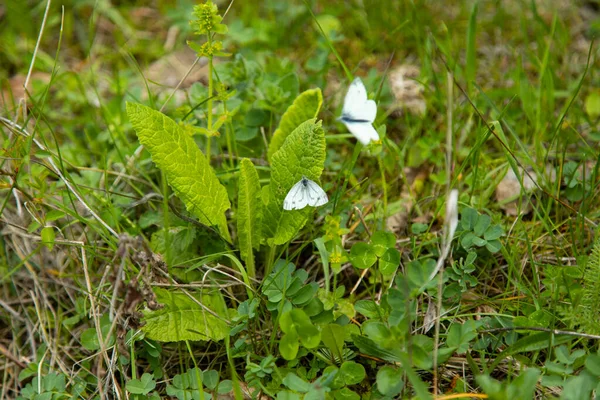 Vita Fjärilar Grönt Gräs Bakgrund — Stockfoto