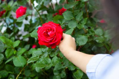 Genç kadın el arka planda yükseldi.