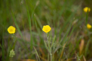 Tarladaki sarı çiçek.