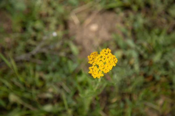 Flores Amarillas Fondo Del Campo Verde —  Fotos de Stock