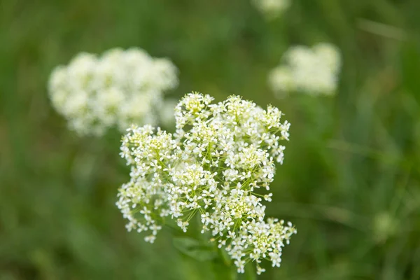 Flores Blancas Campo Verde Panadería — Foto de Stock