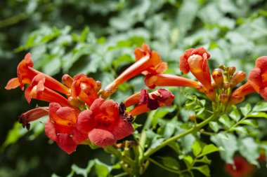 arka planda portakal çiçeği