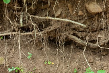Parkın zeminindeki ağaç kökleri