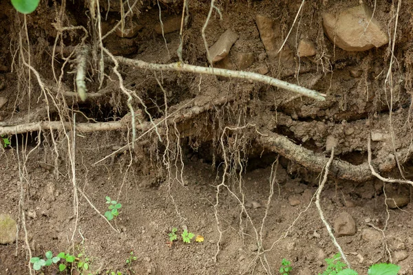 Parkın zeminindeki ağaç kökleri