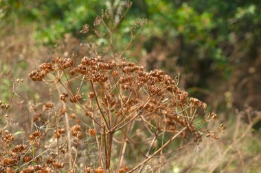 Arka planda kurumuş çiçekler