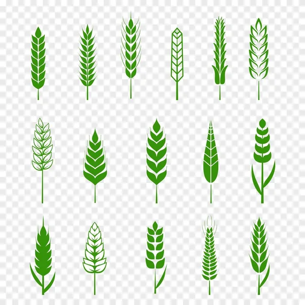 Set of simple green wheats ears icons and wheat design elements for beer, organic or local farm fresh food, bakery themed wheat design, grain, beer elements, rye simple. Vector illustration eps10 — Stock Vector