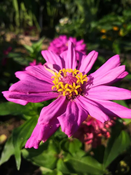 Outra Flor Luz Verão — Fotografia de Stock