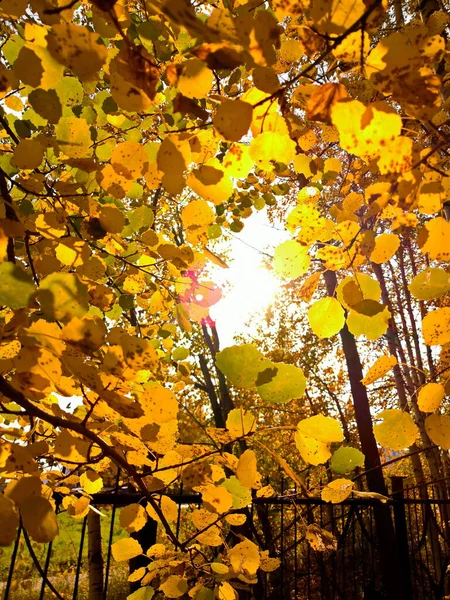 Outono Luz Dourada Parque — Fotografia de Stock