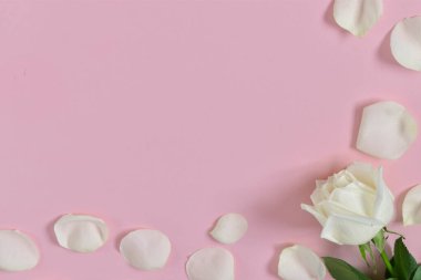 Pembe arka planda cüzzamlı beyaz gül.