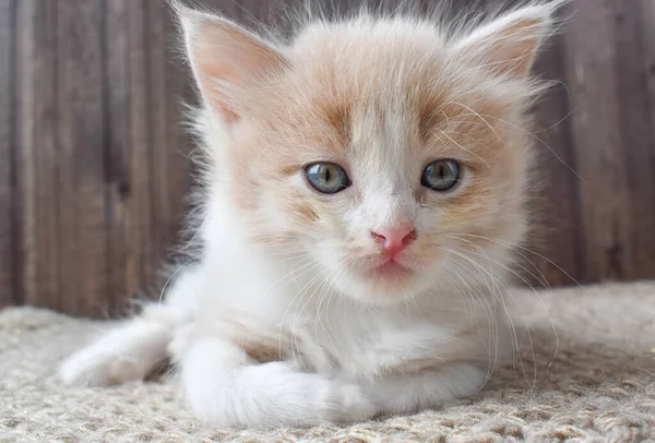 Un gatito jengibre yace en una alfombra — Foto de Stock