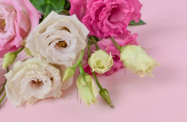 Pembe arka planda duran östoma buketinin pembe tonları. Küçük bir buket Eustoma. Kartpostal Mutlu yıllar çocuklar bayramı. Anneler Günü. 8 Mart. Yukarıdan görüntüle.