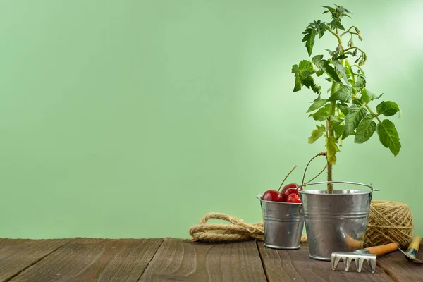 Tomato sprout in a metal bucket stands on a wooden table on a green background. Nearby are a rake, a shovel, a rope and a bucket of cherries. Empty space for text, quotes, sayings or logo.