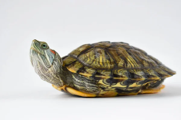 Una Tortuga Orejas Rojas Marco Sobre Fondo Blanco Día Mundial —  Fotos de Stock