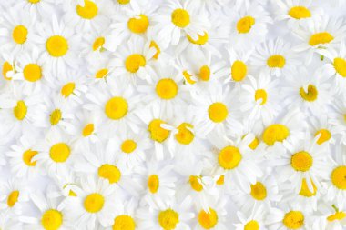 Büyük bir demet papatya