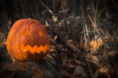 Sonbahar yapraklarında ormanda uğursuz balkabağı. Cadılar Bayramı 'nın arka planı. Balkabağı feneri. Pankart