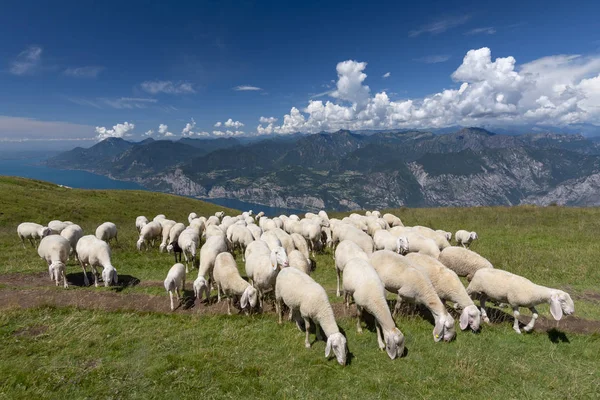 Sheep herd with shepherd grazing on the plateau of the Monte Baldo, Malcesine, Lombardy, Italy.