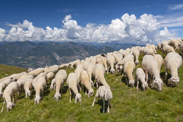 Ovčí Stádo Pastýř Pasoucí Plošině Monte Baldo Malcesine Lombardie Itálie — Stock fotografie