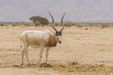 Beyaz karaca, Addax nasomaculatus, Yotvata Hai doğa rezerv, İsrail Bar screwhorn antilop olarak da bilinir.