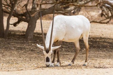 Antelope, the Arabian oryx or white oryx (Oryx leucoryx) in Yotvata Hai Bar Nature Reserve, Israel. clipart