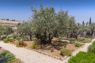 Zeytin ağaçları içinde bahçe Gethsemane, Jerusalem, İsrail.