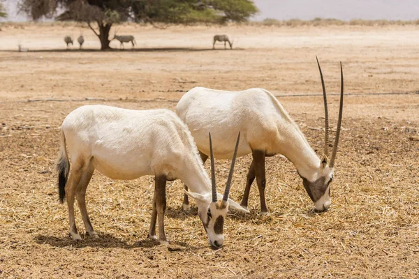 Antelope Oryx Arabe Oryx Blanc Oryx Leucoryx Dans Réserve Naturelle — Photo
