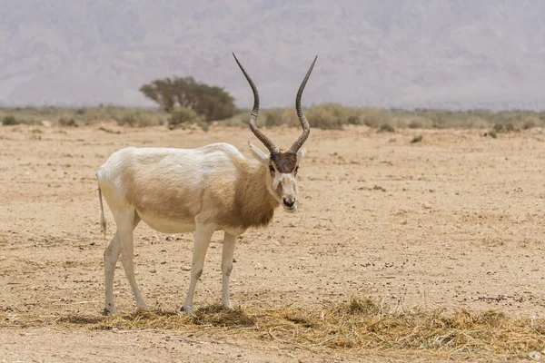 Antilope Blanche Addax Nasomaculatus Également Connue Sous Nom Antilope Corne — Photo
