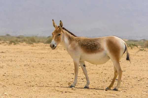 Onagre Également Connu Sous Nom Hémione Âne Sauvage Asiatique Espèce — Photo