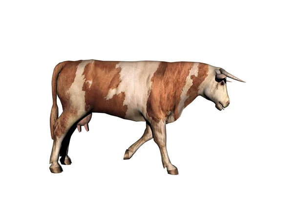Krowa Jako Dostawca Mięsa Biega Pastwisku — Zdjęcie stockowe