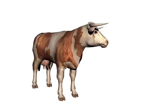 Vaca Como Proveedor Carne Corre Por Los Pastos —  Fotos de Stock