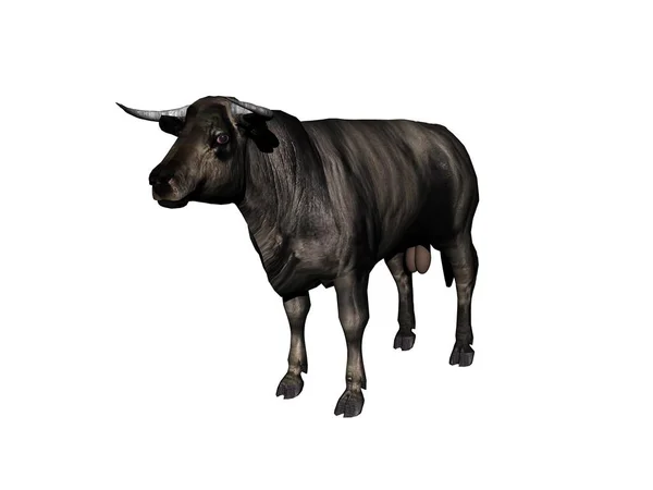 Krowa Jako Dostawca Mięsa Biega Pastwisku — Zdjęcie stockowe
