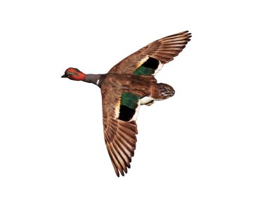 Kaz kanatları açık uçar